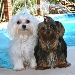 Meet your Posher, Susan